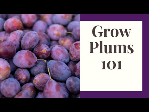 Видео: Выращивание слив для начинающих: органические сады
