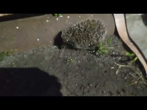 Видео: Ёжик 