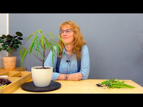 Видео: Формирование фикуса Али, вариант 2 (ч.2).