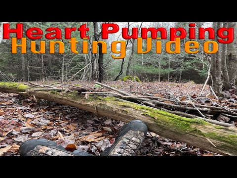 Видео: Видео охоты на сердцебиение