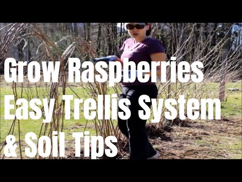 Видео: Как подвязывать и подвязывать малину