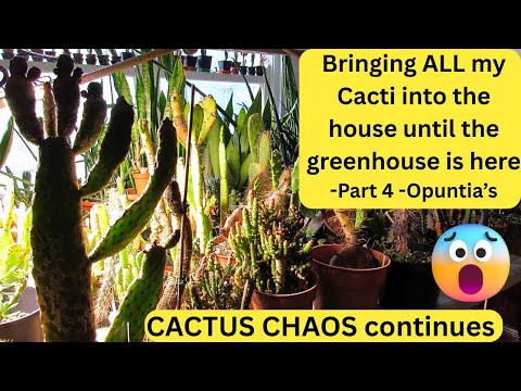 Видео: Переношу ВСЕ мои кактусы в дом, пока не будет теплица. Часть 4 — Опунция. #кактусы #кактус
