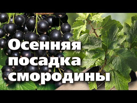 Видео: СМОРОДИНА ОСЕНЬЮ.  Правильная посадка повысит урожай!