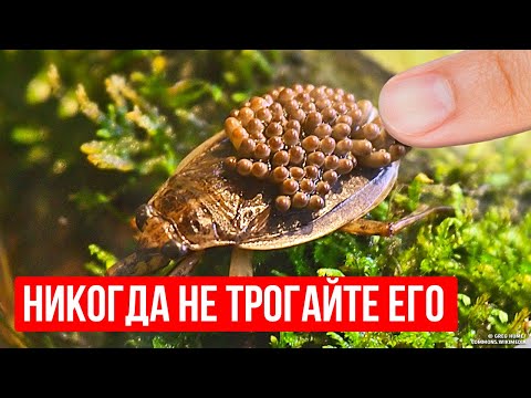 Видео: Опасный водяной жук, к которому нельзя прикасаться! Бегите, если заметили!