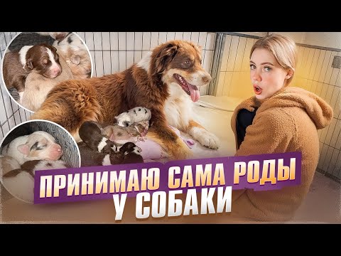 Видео: МОЯ СОБАКА РОДИЛА!! КАК ЭТО БЫЛО?