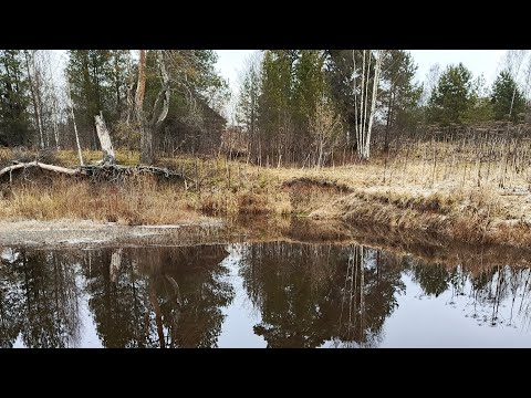 Видео: Ну и осень!!!!!!!!