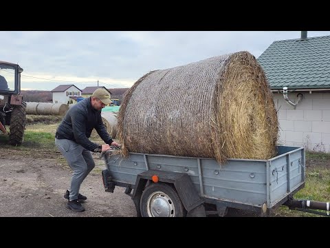 Видео: ✅Поменяли поросят местами. Рулон сена 500 кг 😱 Капец прицепу 😭Ферма Быки, Тёлки 🐮💪 #cow #farm #pig 
