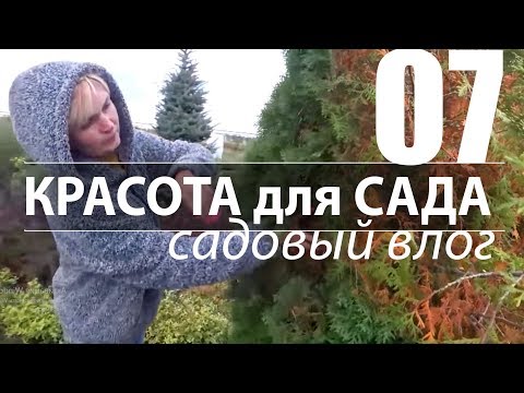 Видео: СПАСАЕМ ТУИ, СОСНЫ, ЕЛИ! Желтеет хвоя. Сохнет.
