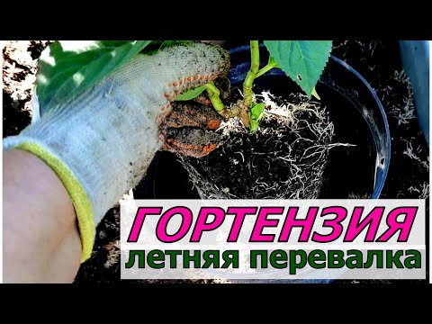 Видео: ГОРТЕНЗИЯ как раскачать рост побегов? Давайте пересадим, даже летом и с цветами