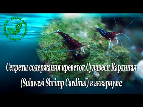 Видео: Секреты содержания креветок Сулавеси Кардинал (Sulawesi Shrimp Cardinal) в аквариуме