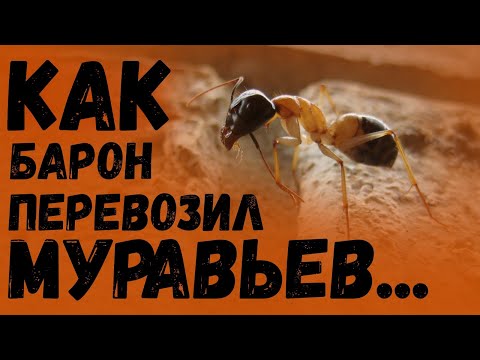 Видео: КАК Я ПЕРЕВОЗИЛ МУРАВЬЁВ...[2.0]