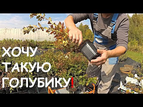 Видео: ГОЛУБИКА В ХОЛОДНОМ КЛИМАТЕ | ПОЧЕМУ КРАСНЕЮТ ЛИСТЬЯ? | ВКУС ЯГОДЫ