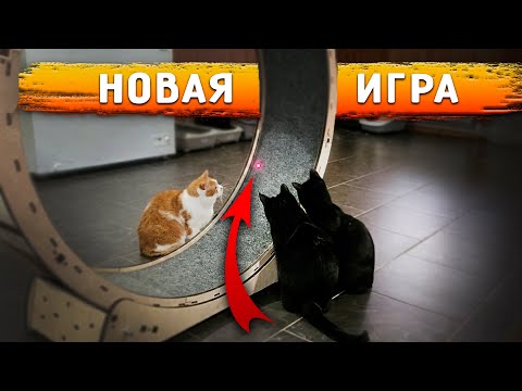 Видео: Нукер САМ поднялся на 2 этаж. Кошки от лазера сошли с ума. Кузя отказывается есть после прививки.