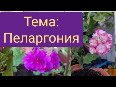 Видео: Пеларгония выживает в самых невероятных условиях/ответы на вопросы/