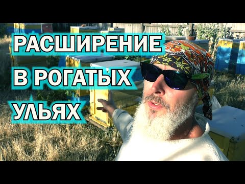 Видео: РАСШИРЕНИЕ В РОГАТЫХ УЛЬЯХ.