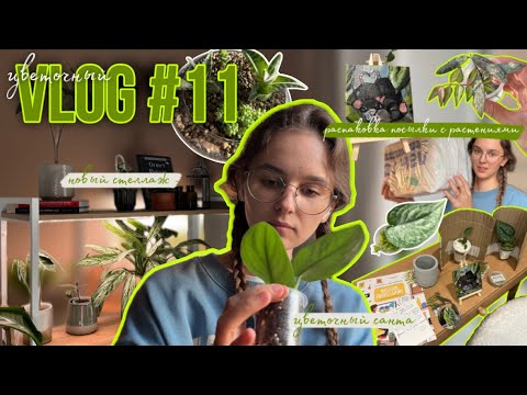 Видео: Цветочный VLOG #11 || новый стеллаж, распаковка посылки с растениями, Цветочный Санта