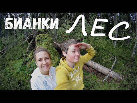 Видео: Жестко тупим на "громкой" охоте | Опасные медведи, лес или как искать грибы | Осенняя природа 2023