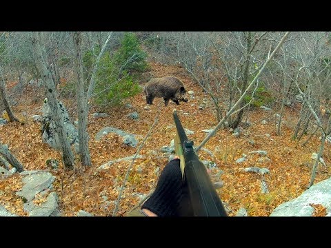 Видео: Охота на кабана с нарезным оружием - TAKHO 308 Win / Красивые набеги кабанов на номер
