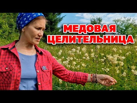 Видео: ОЖИВЛЯЕТ МОЗГ НАСЫЩАЯ КИСЛОРОДОМ УЛУЧШАЕТ ПАМЯТЬ ПРИРОДНЫЙ АНТИБИОТИК /ТАВОЛГА @natureMarusya
