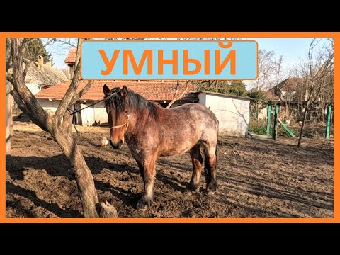 Видео: Умный конь и вольер для кур.