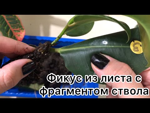 Видео: Как вырастить фикус из ЛИСТА. Часть 6.(попытка №2) / Grow a FICUS from a LEAF
