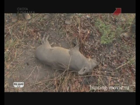 Видео: Призраки в зарослях. Охота на бородавочника . 2018