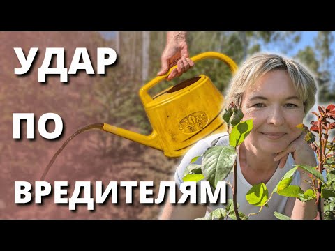 Видео: ПИЛИЛЬЩИК УНИЧТОЖАЕТ МОЛОДЫЕ ПОБЕГИ РОЗ. Чем бороться в жару от вредителей.