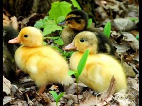 Видео: Жълтоклюно патенце