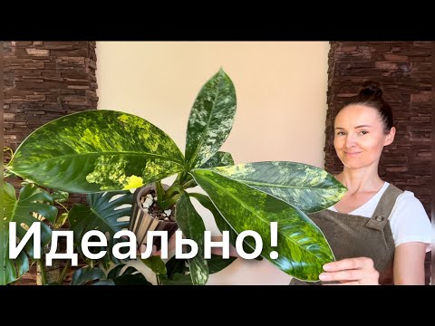 Видео: Пересадка с результатом ДИФФЕНБАХИИ Еллоу вариегата. Грунт для ароидных