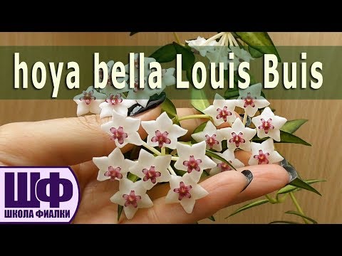 Видео: Hoya lanceolata ssp. bella cv. Variegata Louis Buis /Хойя белла ампельная Люис Буис /Школа Фиалки