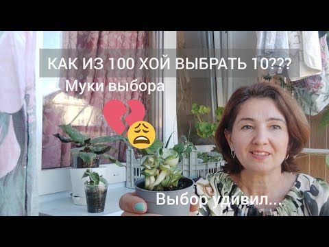 Видео: Как из 100 Хой выбрать 10? Выбор удивил...