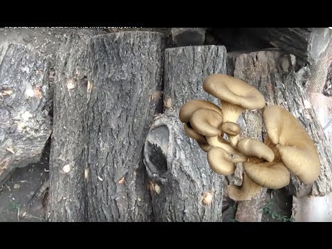 Видео: Выращивание вешенки на пнях, выпуск №1