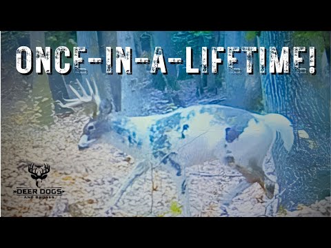 Видео: Потрясающий пегий олень найден днем ​​с помощью тепловизионного дрона!