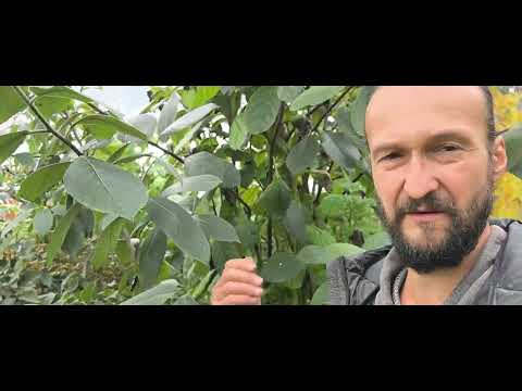 Видео: Осеннее окрашивание экзотов с самыми крупными листьями на юго западе Беларуси