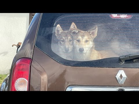 Видео: Натаска щенков ЗСЛ . Первые лесные успехи ! 