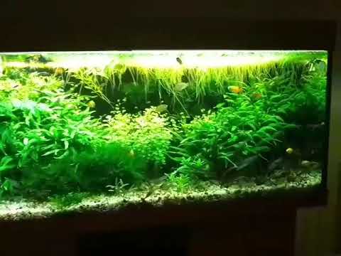 Видео: Переезд  аквариумов