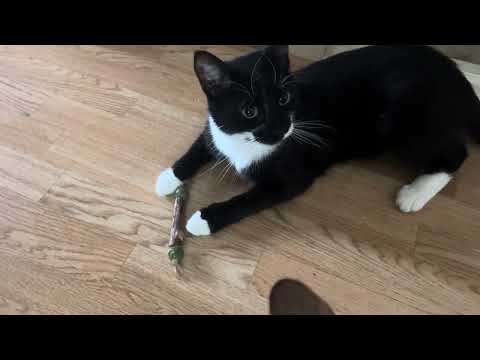 Видео: Герцог впервые увидел палочку Мататаби с кошачьей мятой