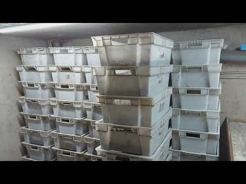 Видео: Ошибка в планировании. Дендробена в компостной куче.