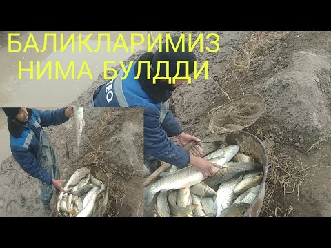 Видео: БАЛИК НАТИЖАЛАРИ ФОЙДА БОРМИ ЙУКМИ