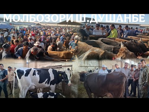 Видео: МОЛБОЗОРИ ЛЕНИНСКИЙ РАЙОН. 10 сентября 2025 г