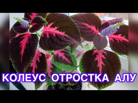 Видео: Колеус гүлінен отростка алу🪴ЖЫЛУЛЫҚ гүлі 1ай күтімі