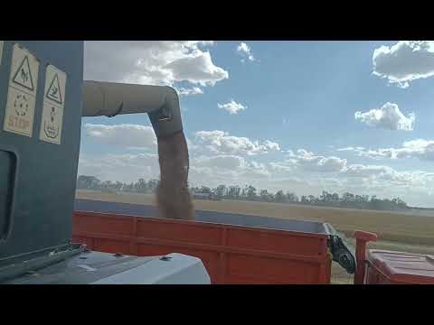 Видео: Выгрузка комбайна на максимальных оборотах.