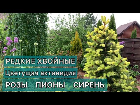 Видео: Прогулка по саду. Обзор растений с названиями. HD качество. #чтопосадить #дневниксадовода