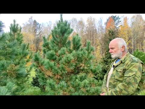 Видео: Кедр корейский в Сибири (2). Саженцы семенного происхождения