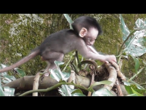 Видео: Ищу фотографии детенышей обезьян до самой середины леса [Очаровательные милые маленькие обезьянки]
