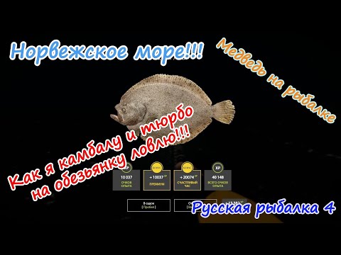 Видео: Норвежское море, обезьянка.  #рр4 #норвежскоеморе #русскаярыбалка4 #медведьнарыбалке