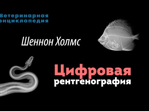 Видео: Цифровая рентгенография. Digital Radiography
