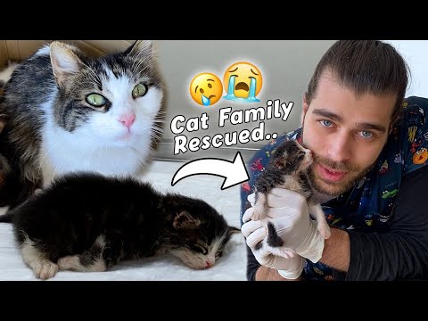 Видео: Когда мамы не было, на котят напали! #TheVet