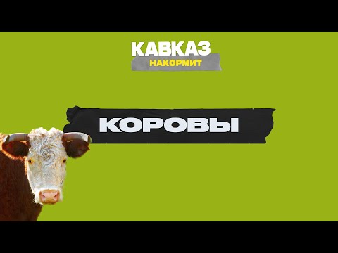 Видео: Кавказ накормит: коровы