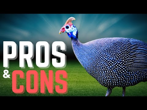 Видео: Правда о разведении цесарок